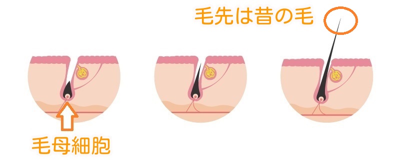 髪の毛が伸びる仕組みのイラスト
