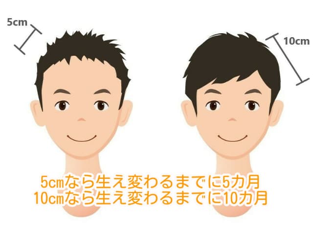 男性の髪が生え変わるまでの期間