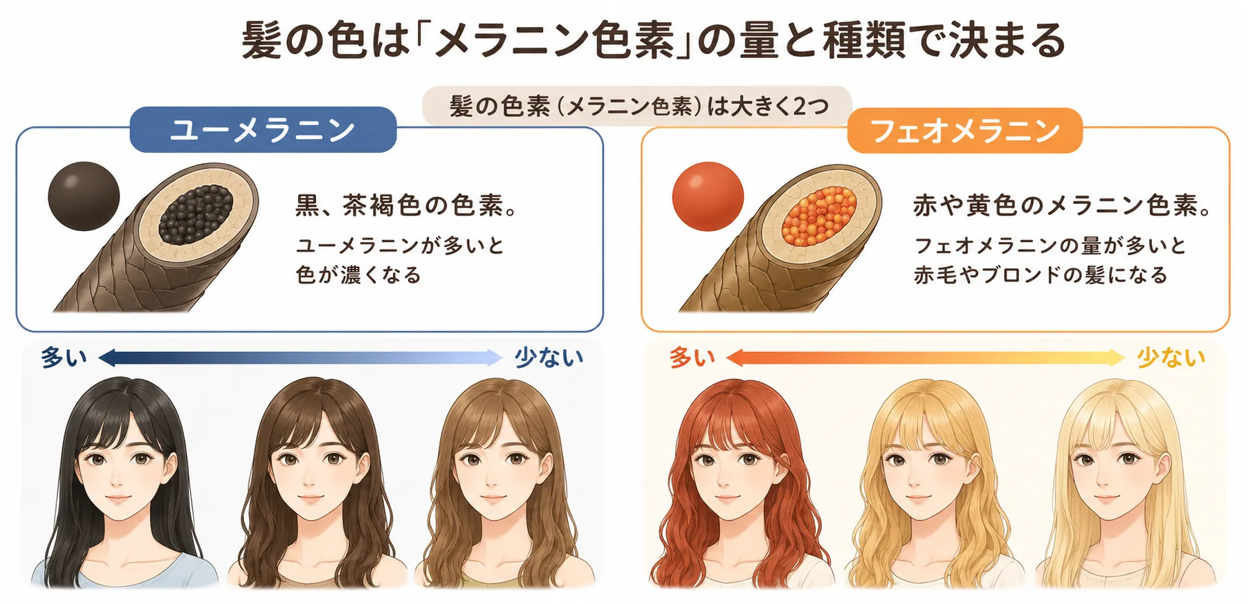 ユーメラニンとフェオメラニンのイラスト