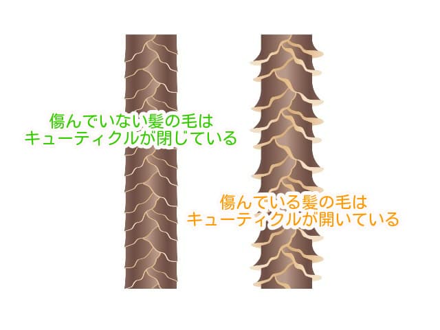 傷みによる髪のキューティクルの違い (1)