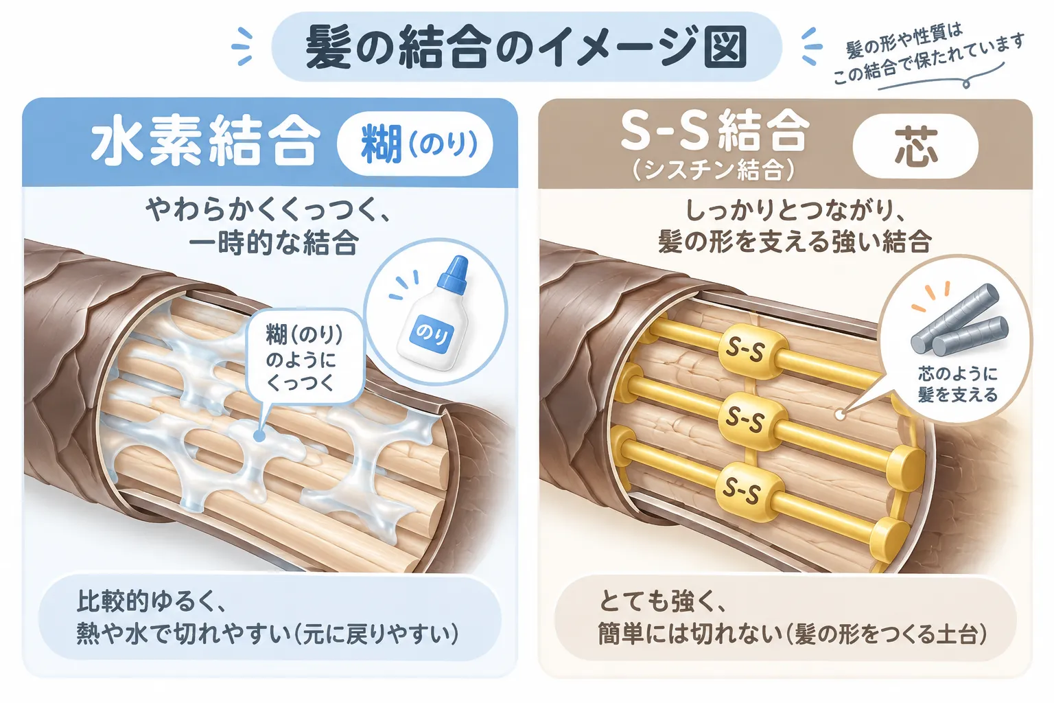 水素結合とSSイメージ