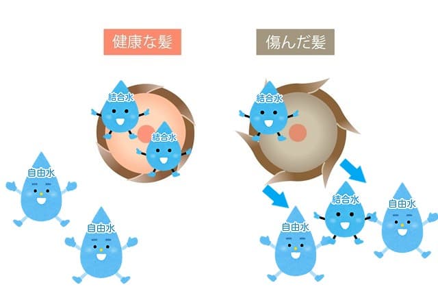 自由水と結合水が結びつく図