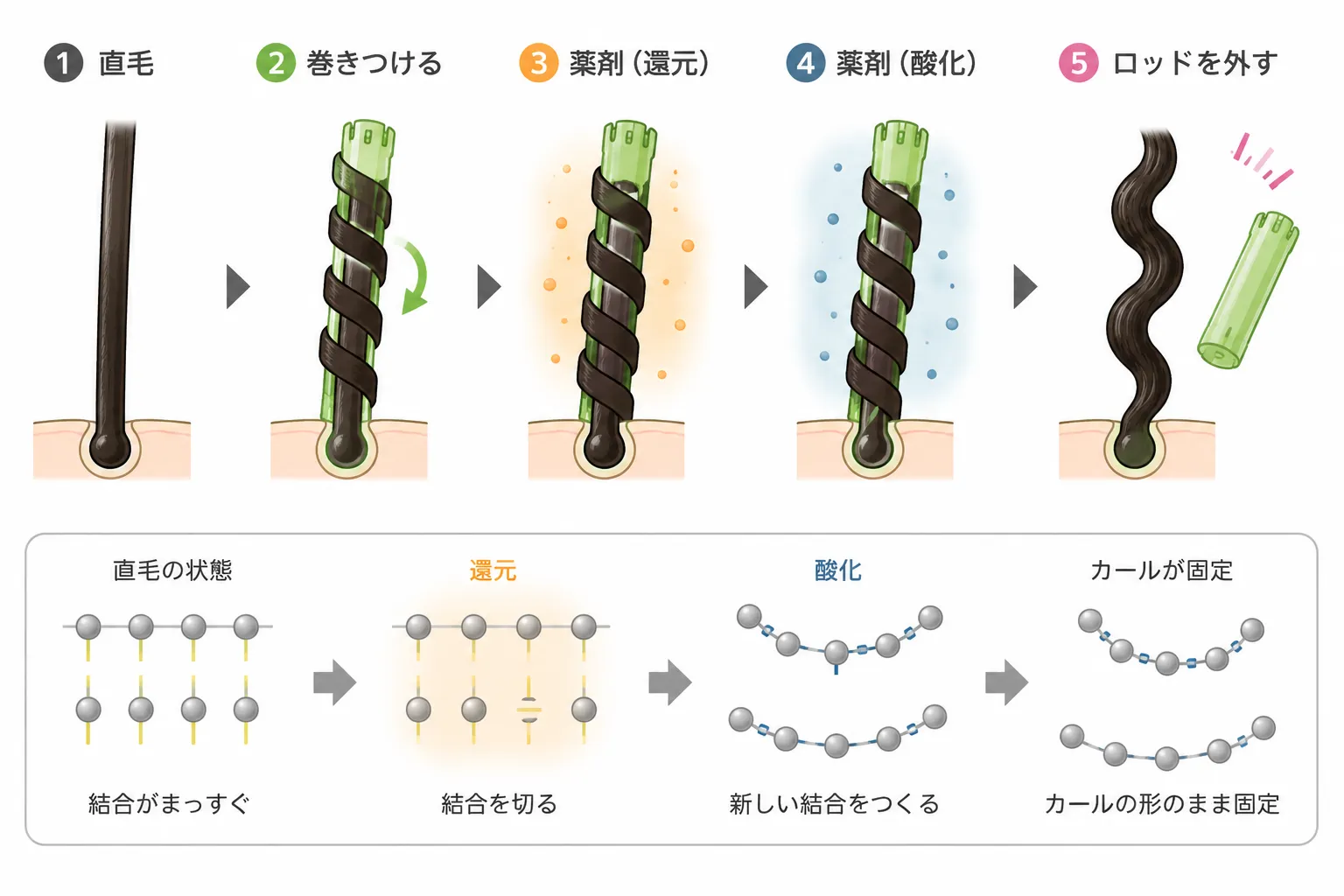 パーマの仕組みイラスト