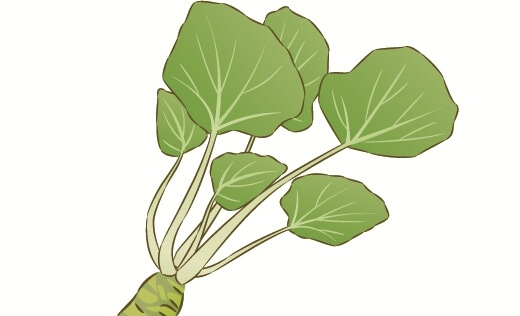 本わさびの葉のイラスト