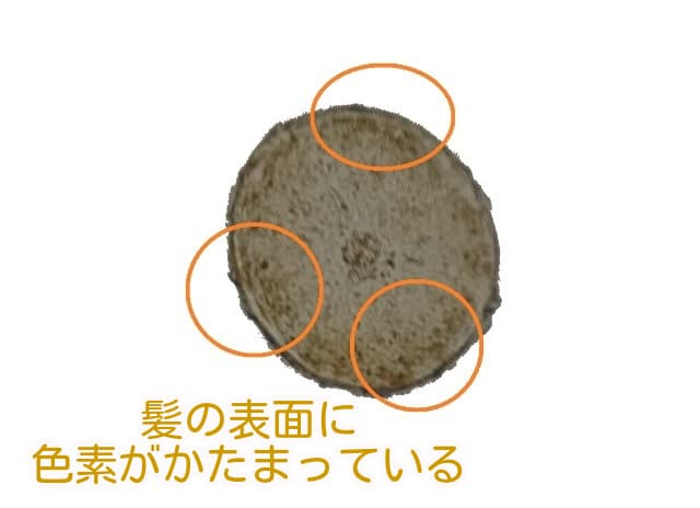 縮毛矯正した髪をヘアカラーした毛の断面図
