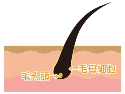 毛乳頭と毛母細胞と書いてあるイラスト