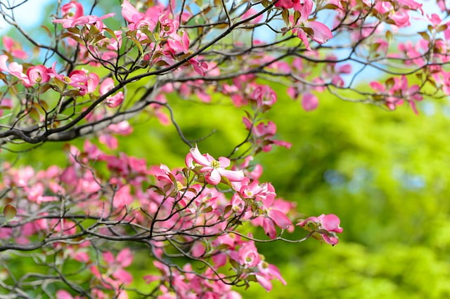 ハナミズキの花