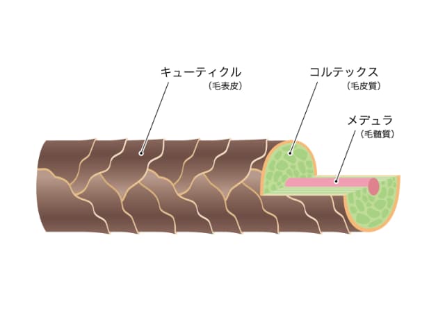 髪のキューティクルメデュラコルテックス