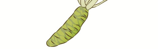 ワサビの根茎のイラスト
