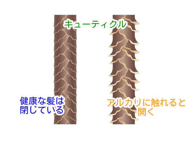 キューティクルが開く説明