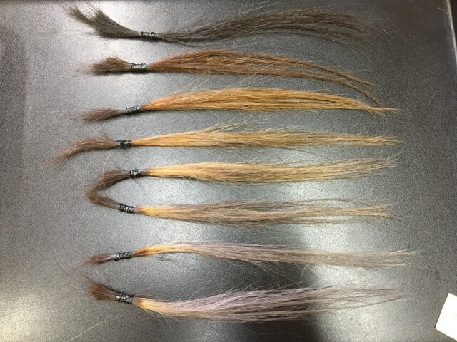 グレーアッシュシャンプー3回目の写真