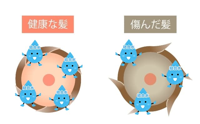 バイオプログラミング技術のドライヤーで乾かした髪のイメージ続き