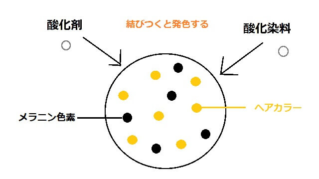 ヘアカラーの発色の仕組みの画像