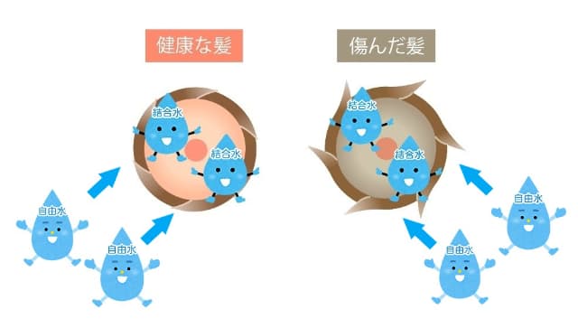 自由水が髪に入ろうとする図