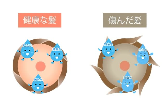 髪の結合水と自由水をイメージしたイラスト