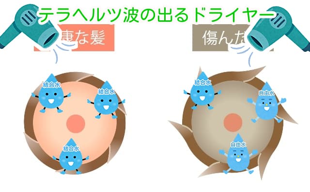 バイオプログラミング技術のドライヤーで乾かした髪のイメージ