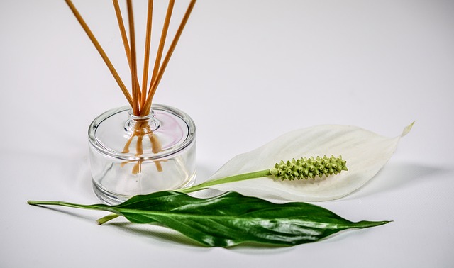 植物とオイルの写真