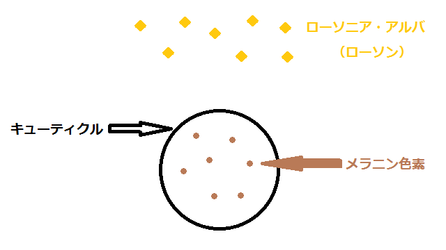 ローソニア・アルバとキューティクルのイラスト