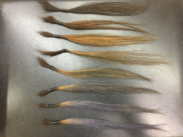 グレーアッシュ染めたての写真
