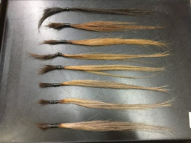 グレーアッシュシャンプー7回目の写真