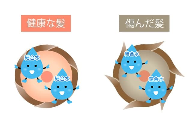 髪の中の結合水のイラスト