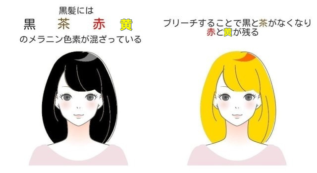 黒髪とブリーチの毛のメラニン色素の説明