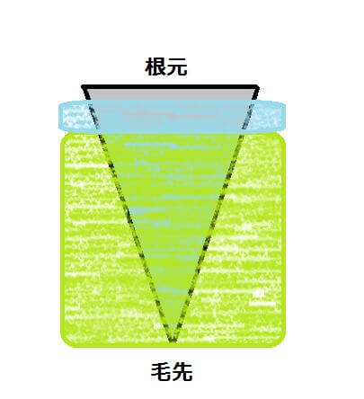 三カ月たった髪の毛の縮毛矯正の塗りわけのイラスト