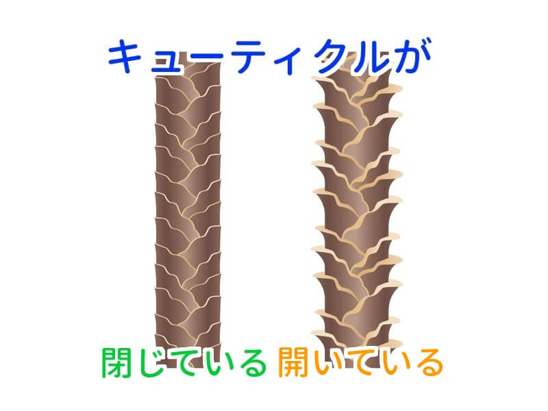 閉じたキューティクルと開いたキューティクルの画像