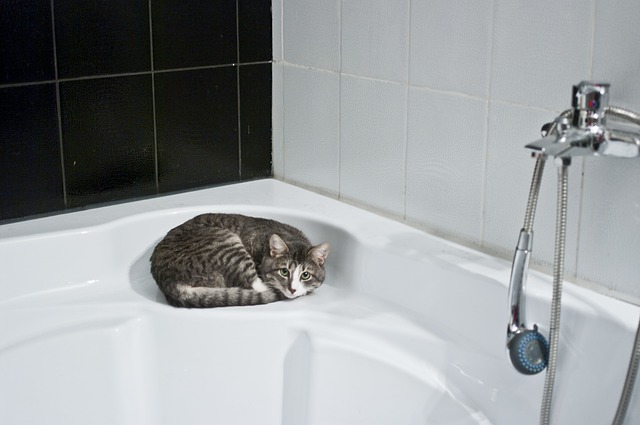 お風呂場にいる猫の写真