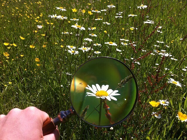 虫眼鏡と花の写真